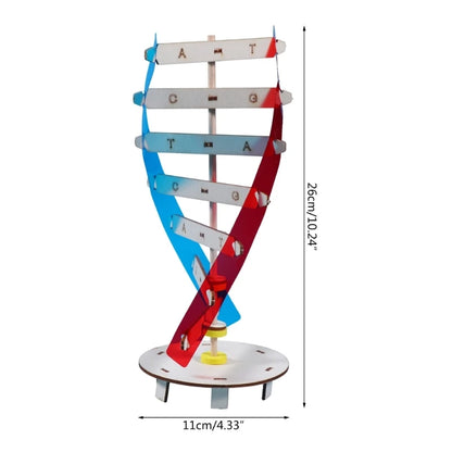 DNA Models Double Model Science Educational Teaching Instrument Toy Human Genes Learning Tool for DNA Assembling Y3NC