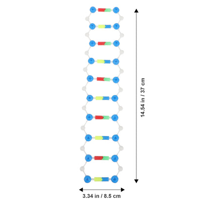 Dna Double Helix Model Components Teaching Aids for DIY Educational Science Biology Human Body Classroom
